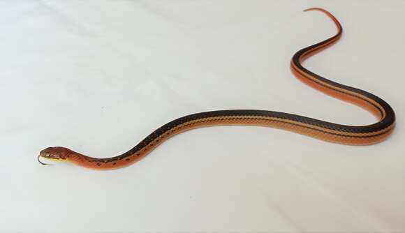 Image of Erythrolamprus melanotus lamari (Dixon & Michaud 1992)