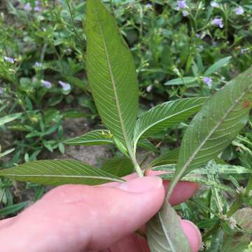 Image de Ludwigia hyssopifolia (G. Don) Exell