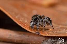 Image of Naphrys bufoides (Chamberlin & Ivie 1944)