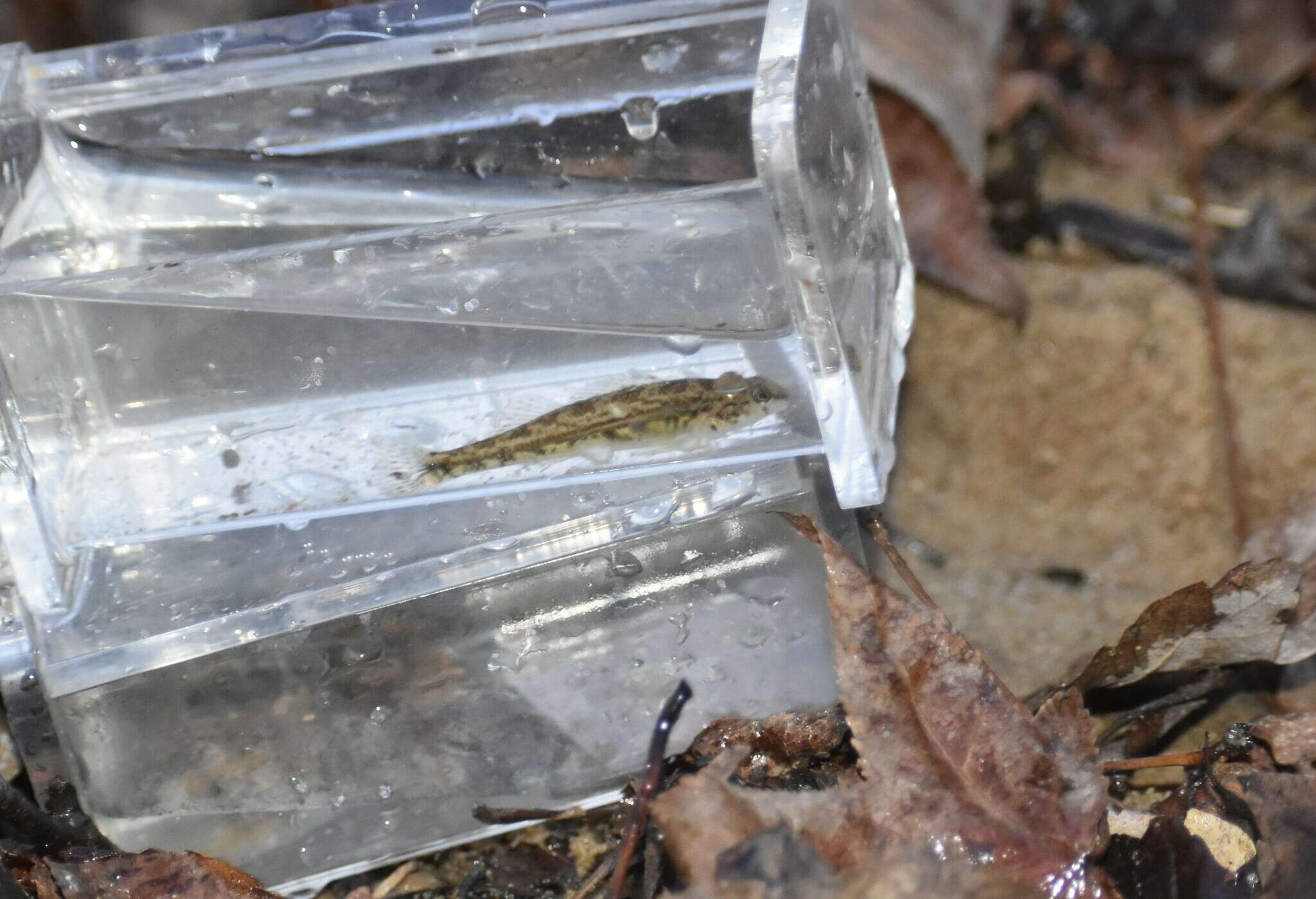 Image of Bandfin darter