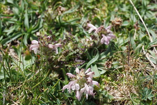 Image of Pedicularis crassirostris Bunge