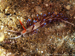 Image of Cratena Slug