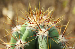 Image de Cereus jamacaru subsp. jamacaru