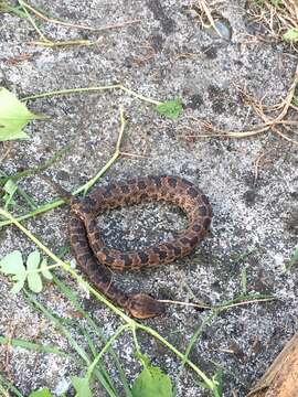 Image of Chinese Mountain Pit Viper