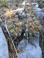 Image of Thelocactus buekii (Klein bis) Britton & Rose