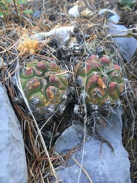 Image of Thelocactus buekii (Klein bis) Britton & Rose