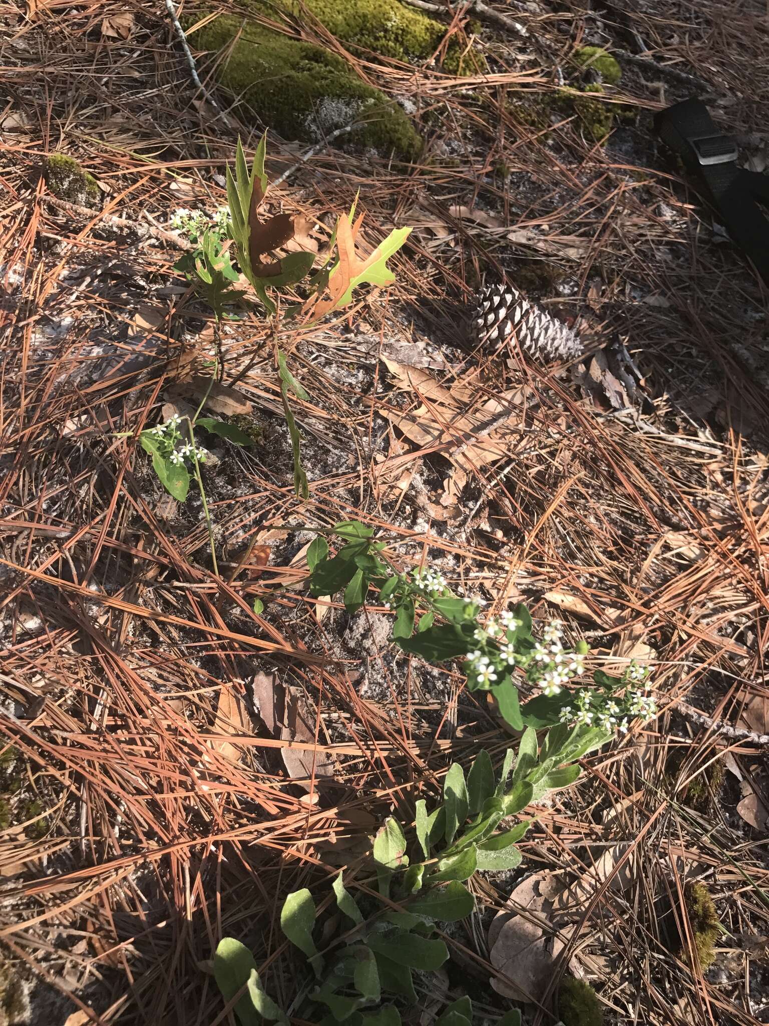 Image of false flowering spurge