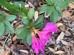 Imagem de Rhododendron indicum (L.) Sweet