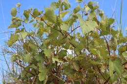 Plancia ëd Vitis acerifolia Raf.