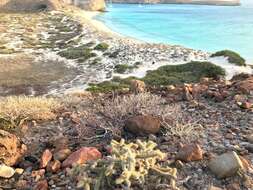 Image of Cylindropuntia alcahes var. burrageana (Britton & Rose) Rebman