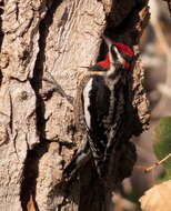 Plancia ëd Sphyrapicus nuchalis Baird & SF 1858