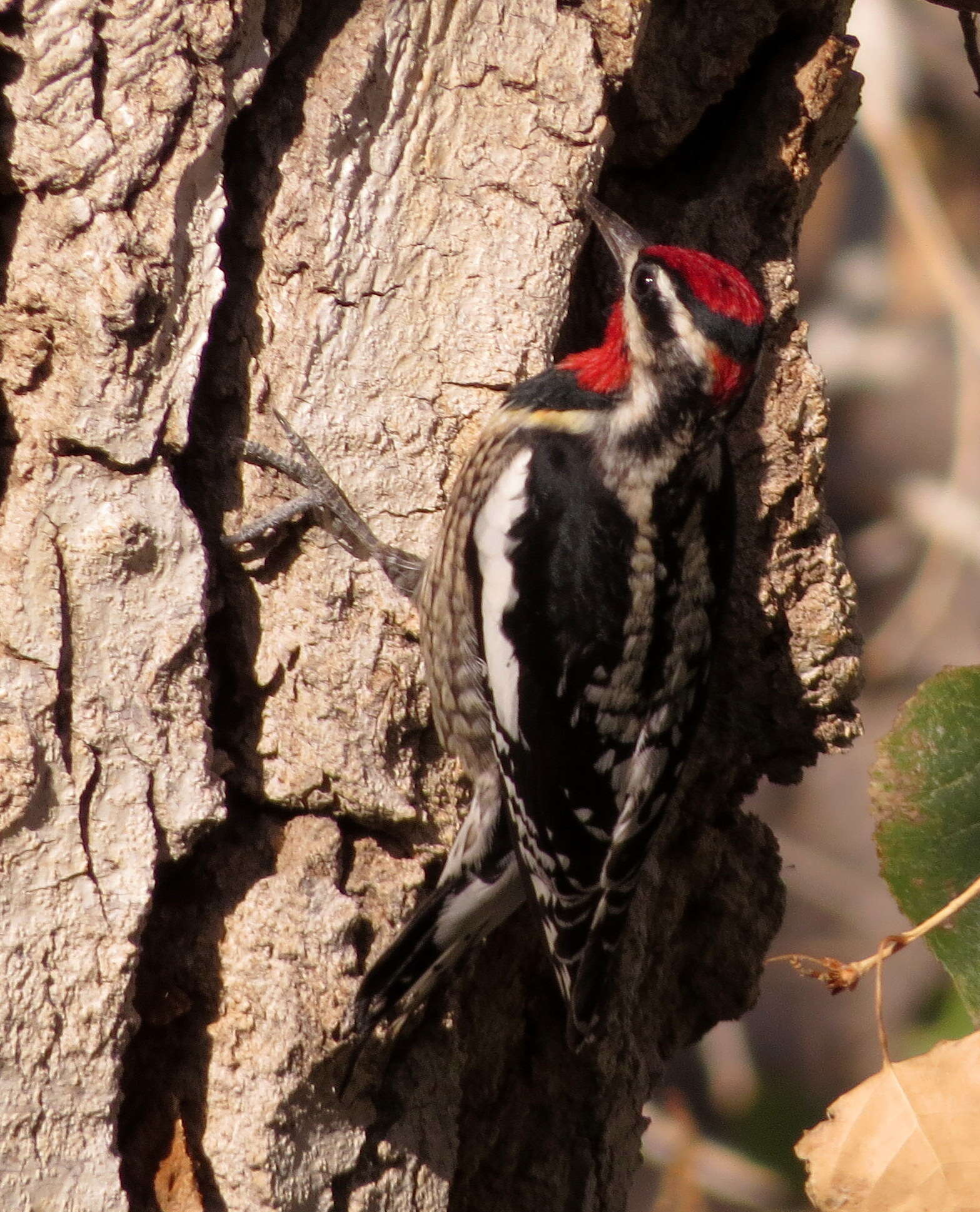 Image of Red-naped Sapsucker