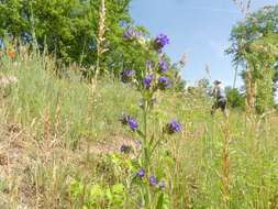 Image of Anchusa procera Bess. ex Link