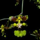 Oncidium parviflorum L. O. Williams的圖片