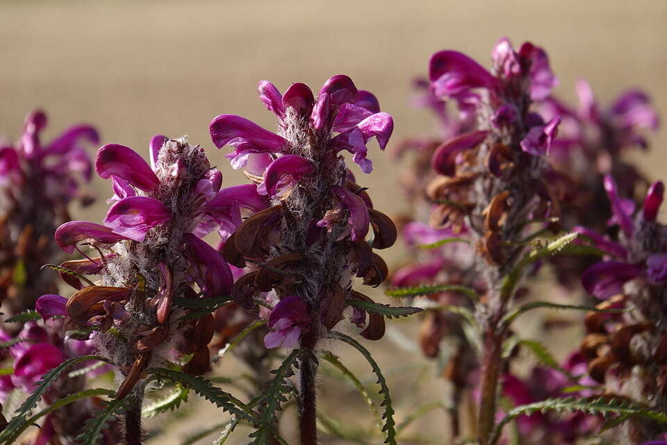 Image of Purple-Rattle