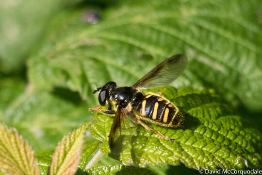 Image of Sericomyia chrysotoxoides Macquart 1842