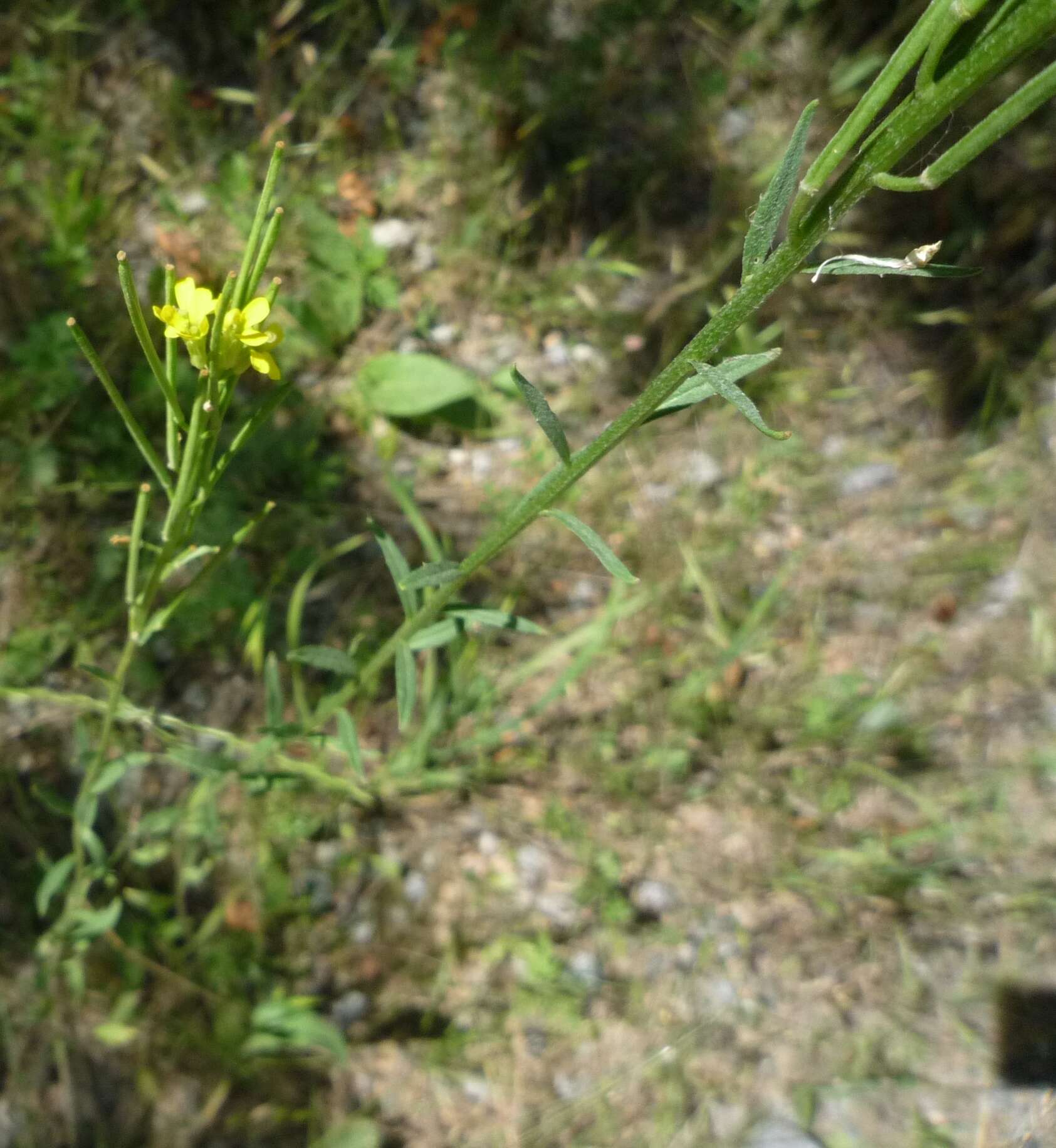 Image of hard wallflower