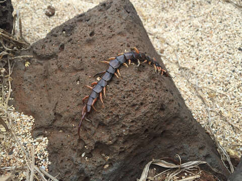 Image of Scolopendra subspinipes Leach 1816