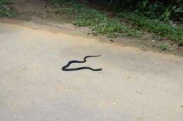 Image of Golden Spitting Cobra