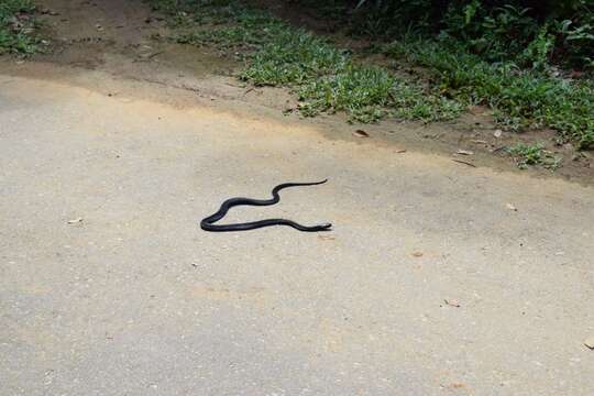 Image of Golden Spitting Cobra