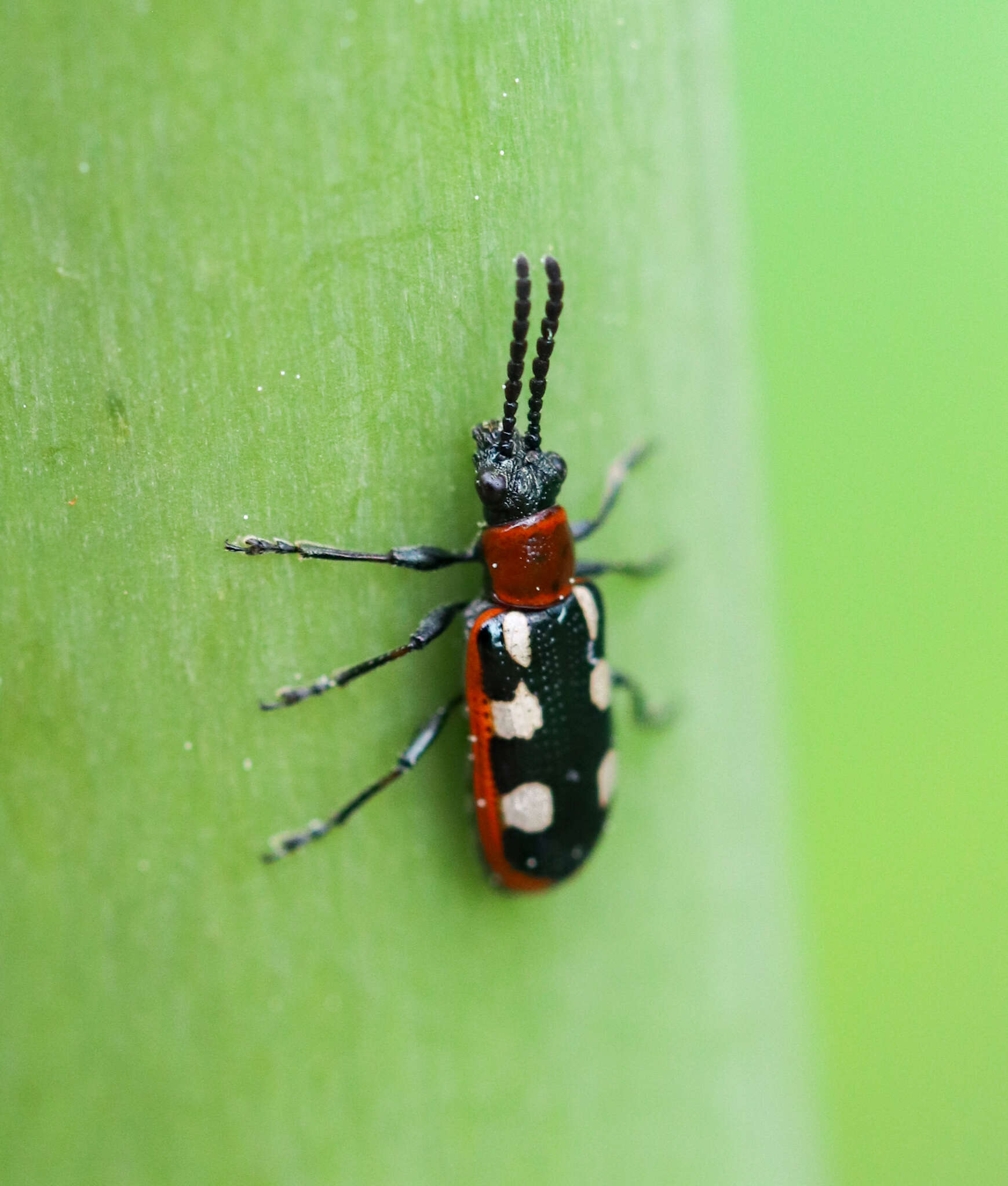 Image of Common asparagus beetle