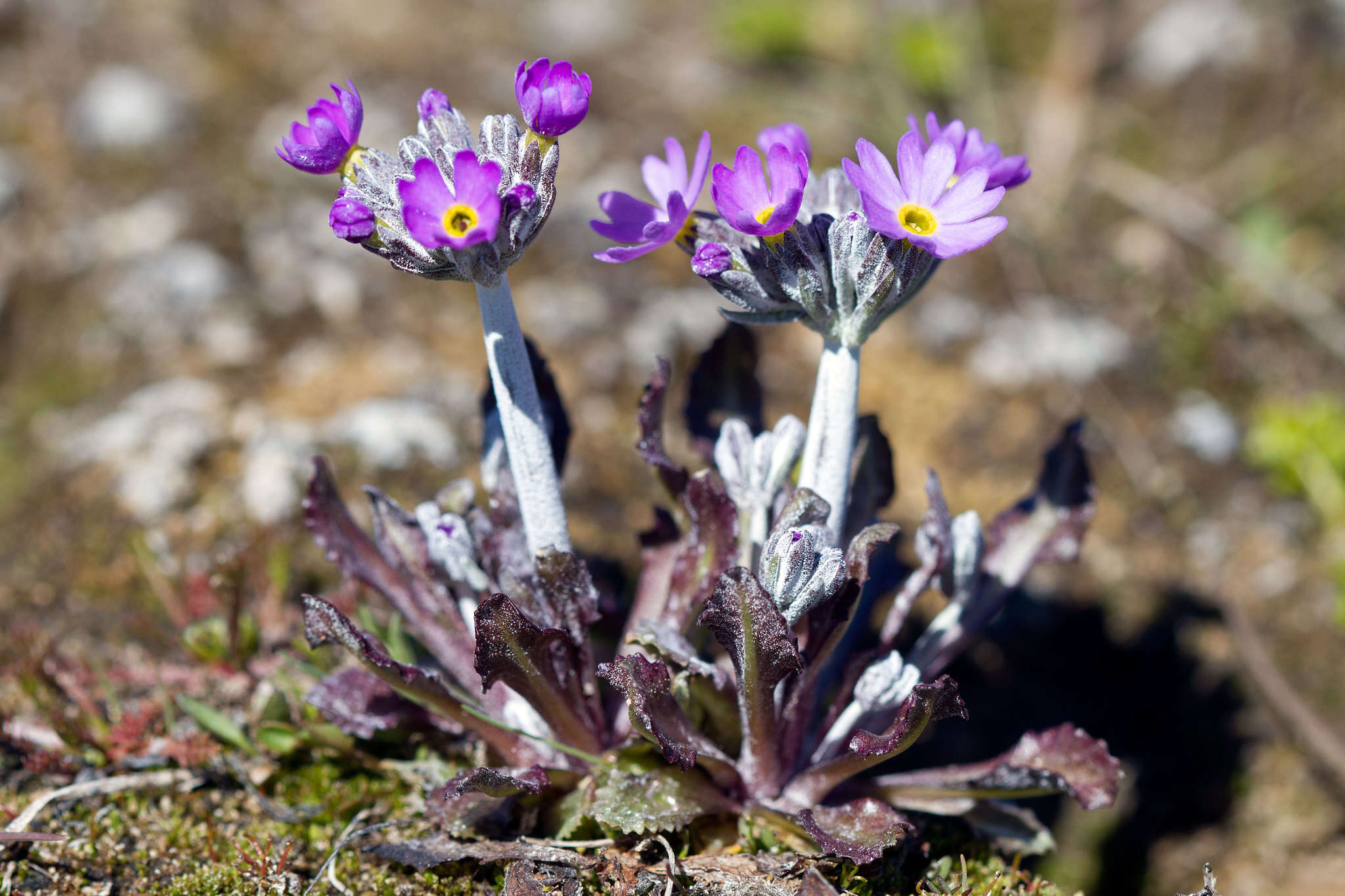 Image of erect primrose