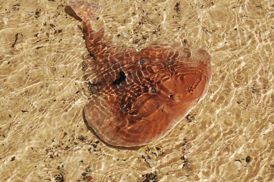 Image of Common Torpedo Ray