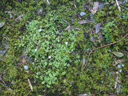 Ellisiophyllum pinnatum (Wall. ex Benth.) Makino resmi
