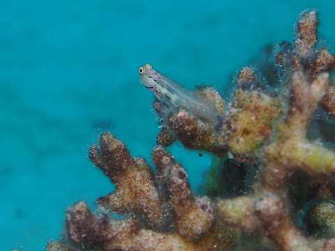 Image of Yaeyama coralblenny