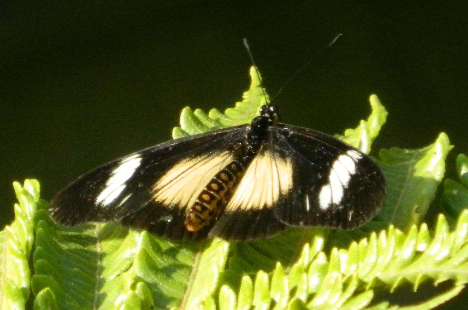 Image de Acraea esebria Hewitson 1861