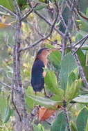 Image of Ixobrychus minutus podiceps (Bonaparte 1855)