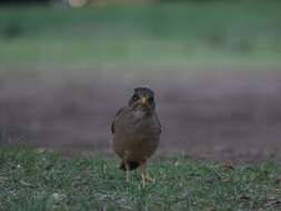 Image de Turdus falcklandii magellanicus King & PP 1831