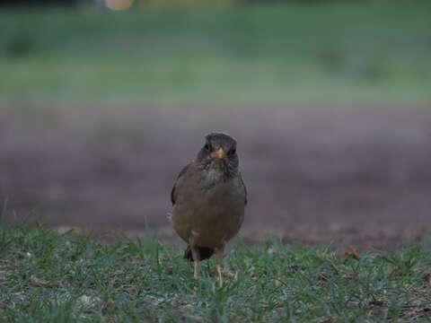 Turdus falcklandii magellanicus King & PP 1831的圖片