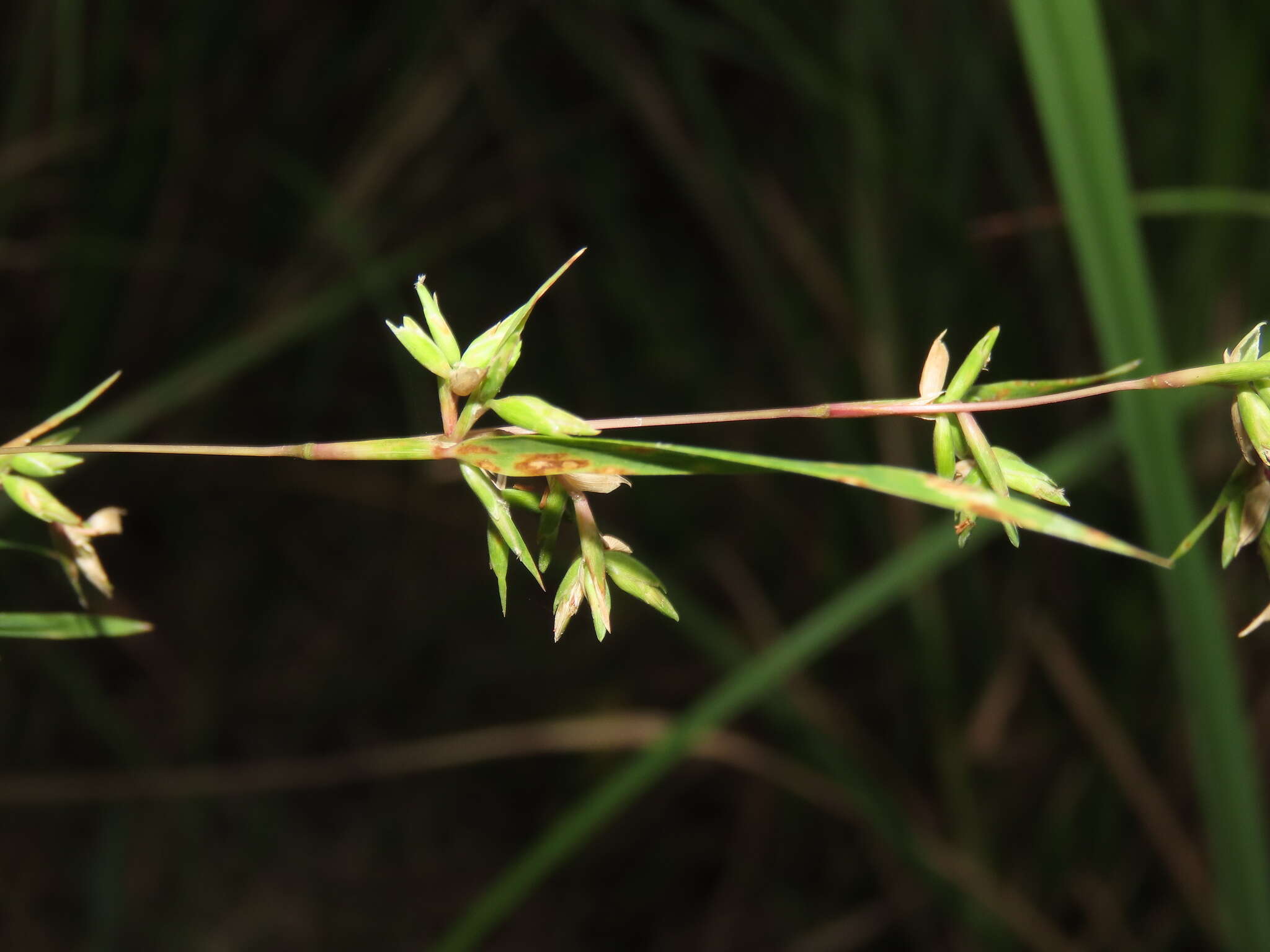 Image de Apluda mutica L.