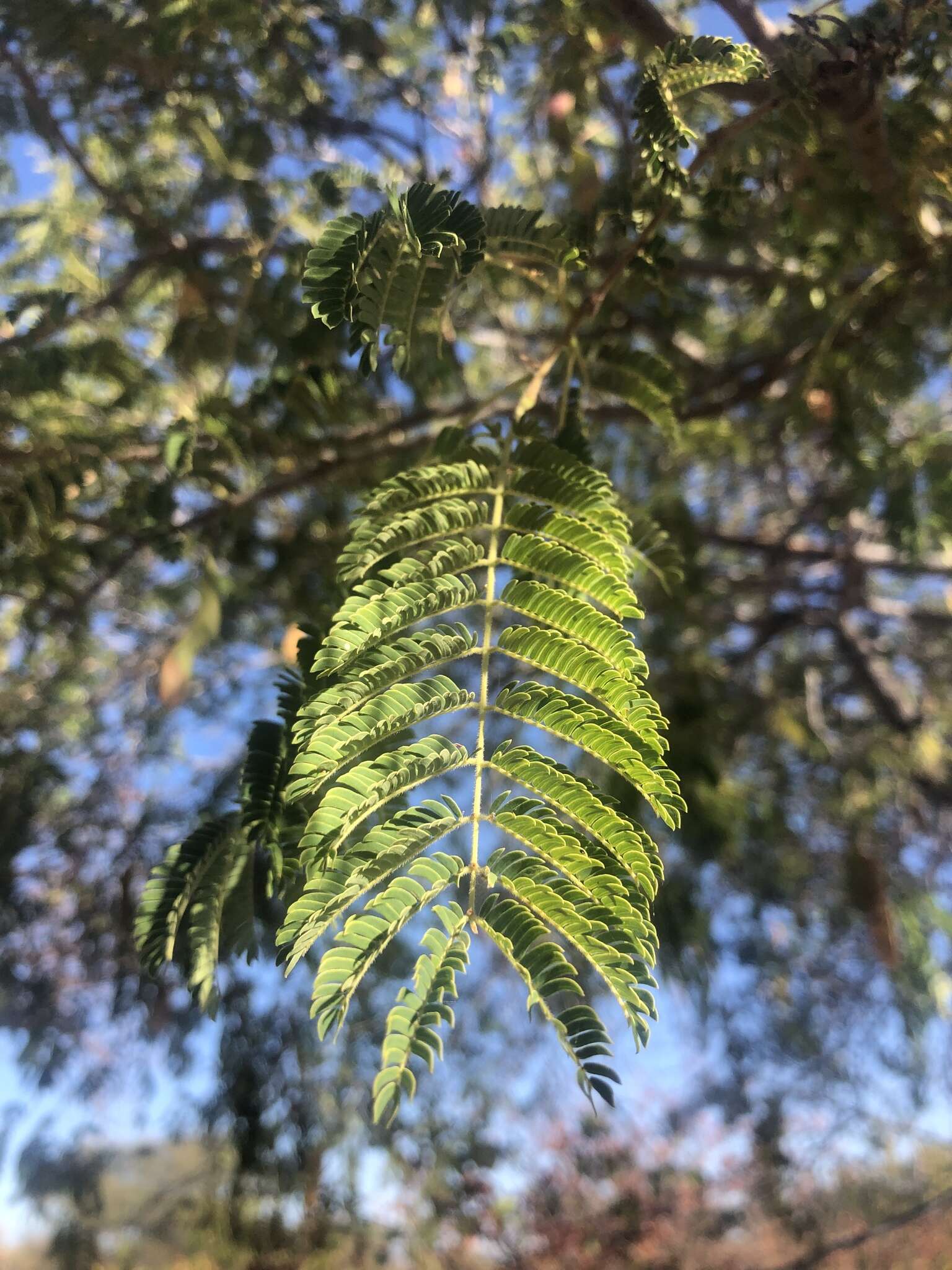 Image of Common albizia