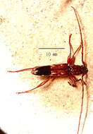 Image of Coptocercus abberrans (Newman 1840)