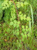 Plancia ëd Rubus parviaraliifolius Hayata