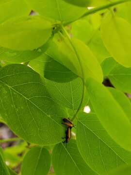 Odontota dorsalis (Thunberg 1805)的圖片