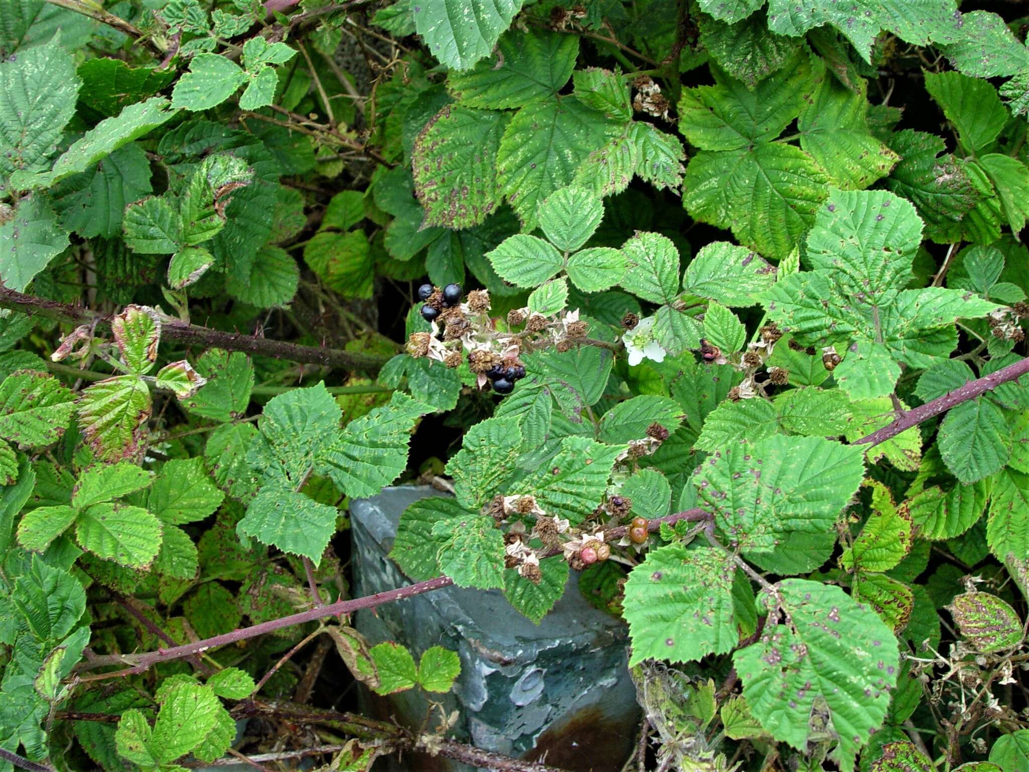 Plancia ëd Rubus warrenii Sudre