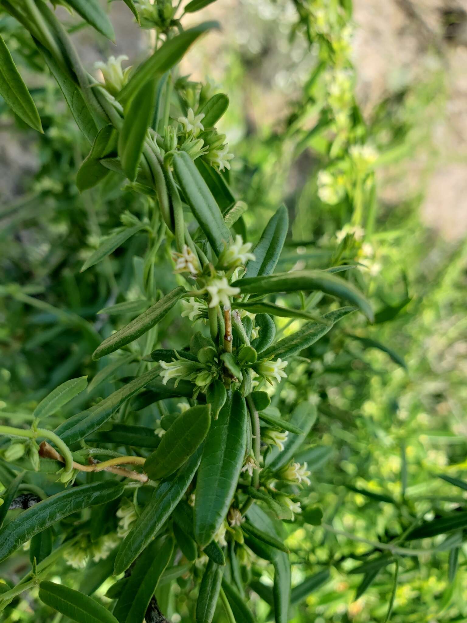 Image of Metastelma arizonicum A. Gray