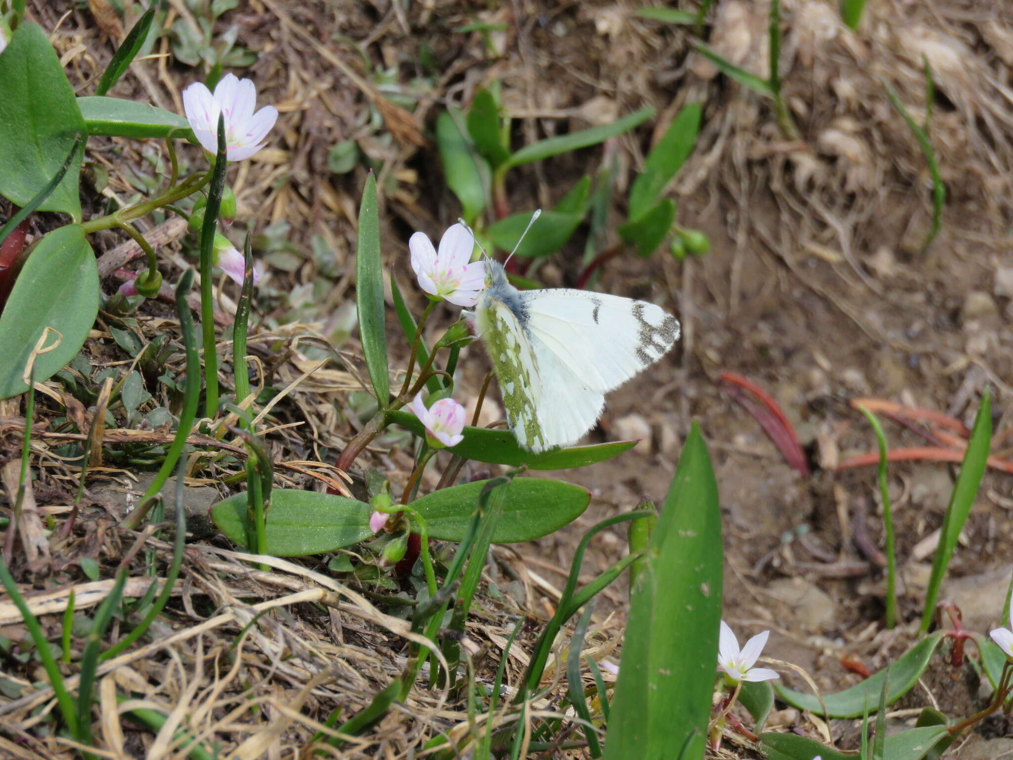 Image of <i>Euchloe ausonides coloradensis</i>