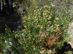 Image de Retanilla ephedra (Vent.) Brongniart