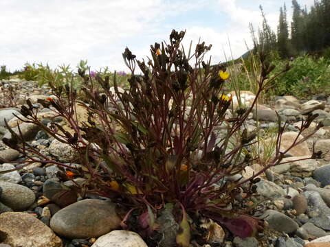 Image of elegant hawksbeard