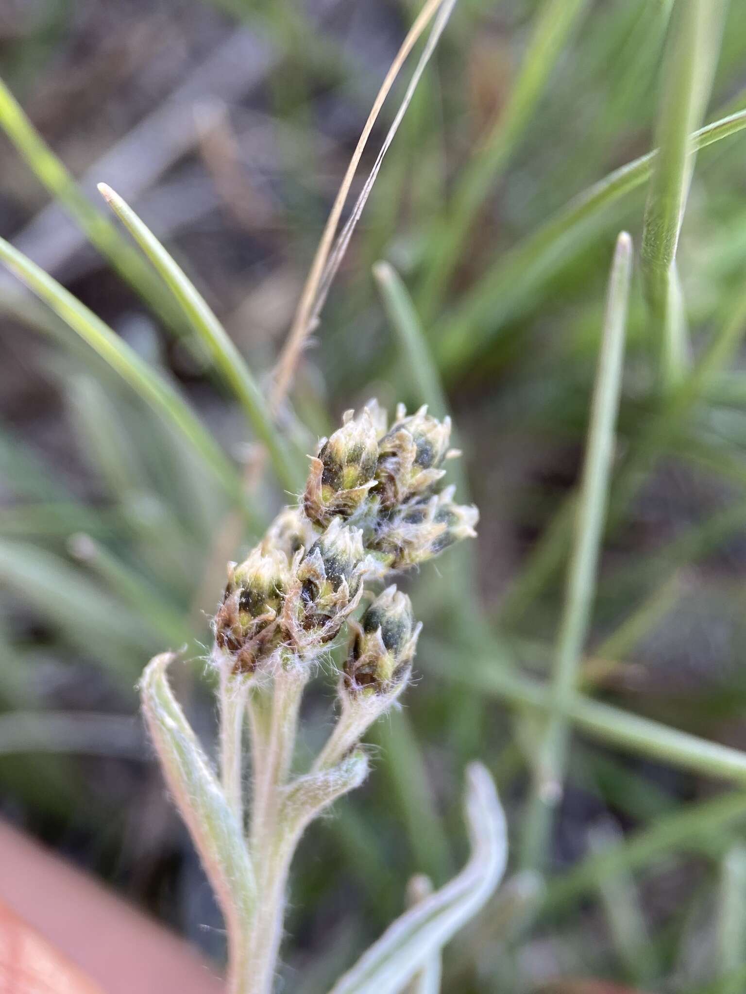 Imagem de Antennaria stenophylla (A. Gray) A. Gray