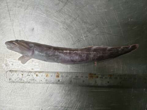 Image of Doubleline eelpout