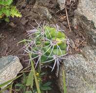 Image of Gymnocalycium mostii (Gürke) Britton & Rose