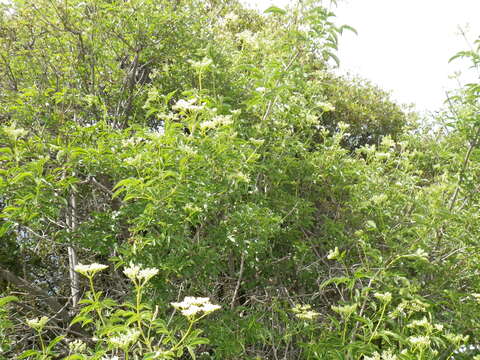 Image of <i>Sambucus cerulea</i>