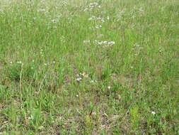 Image of Gypsophila altissima L.