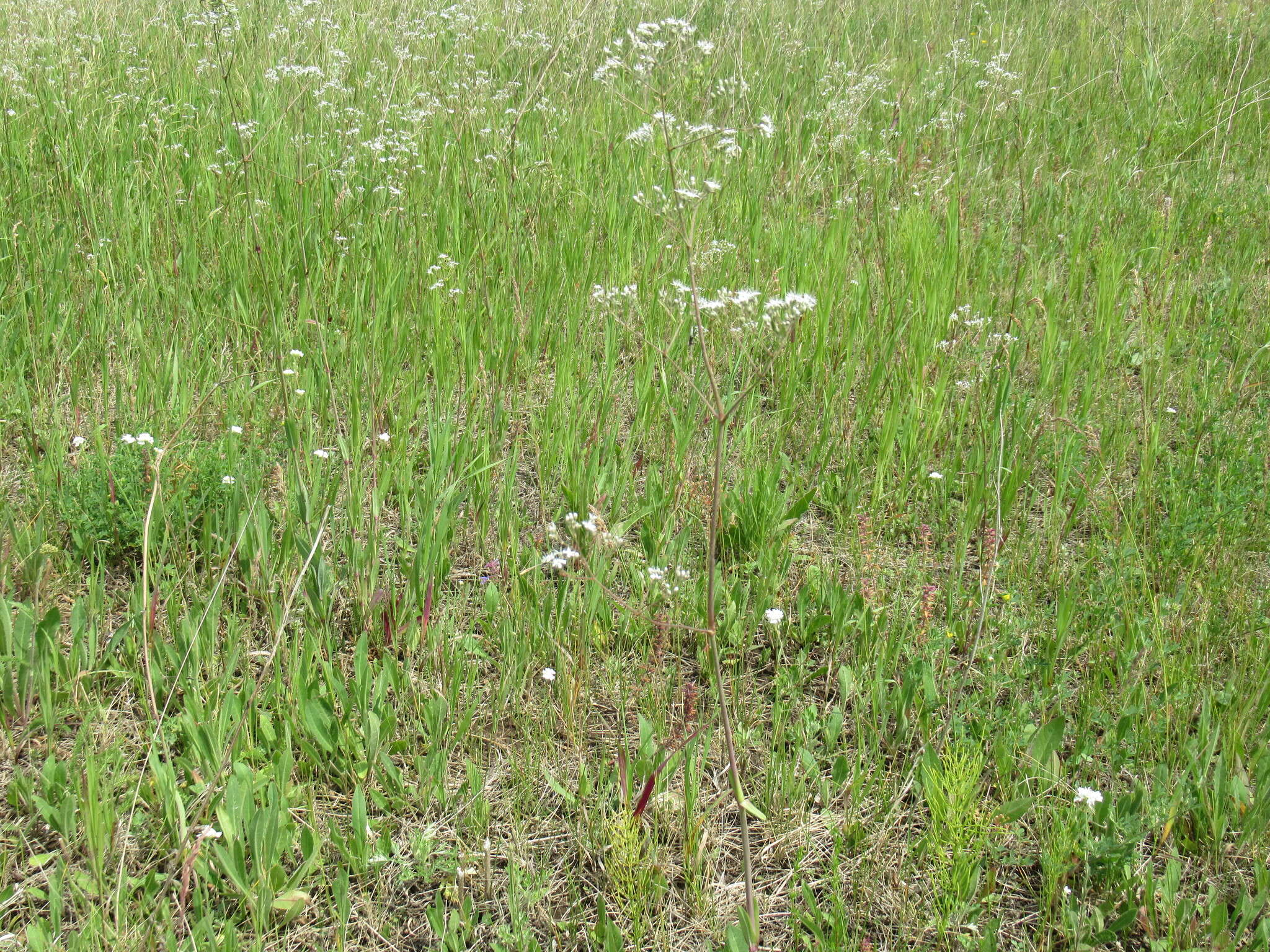 Image of Gypsophila altissima L.