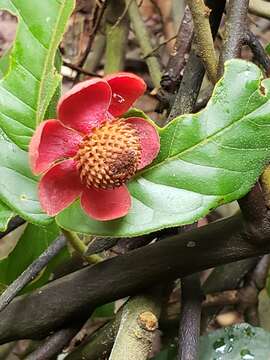 Image of Uvaria littoralis (Blume) Blume